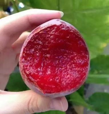 寻乌县 甜又脆的桃形李上市啦