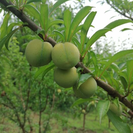 思南县蜂糖李 生态种植，不施复合肥果型一般，味道香甜。