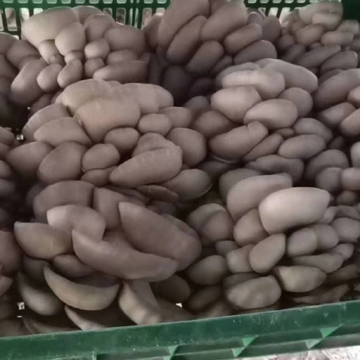 兴平市 蘑菇