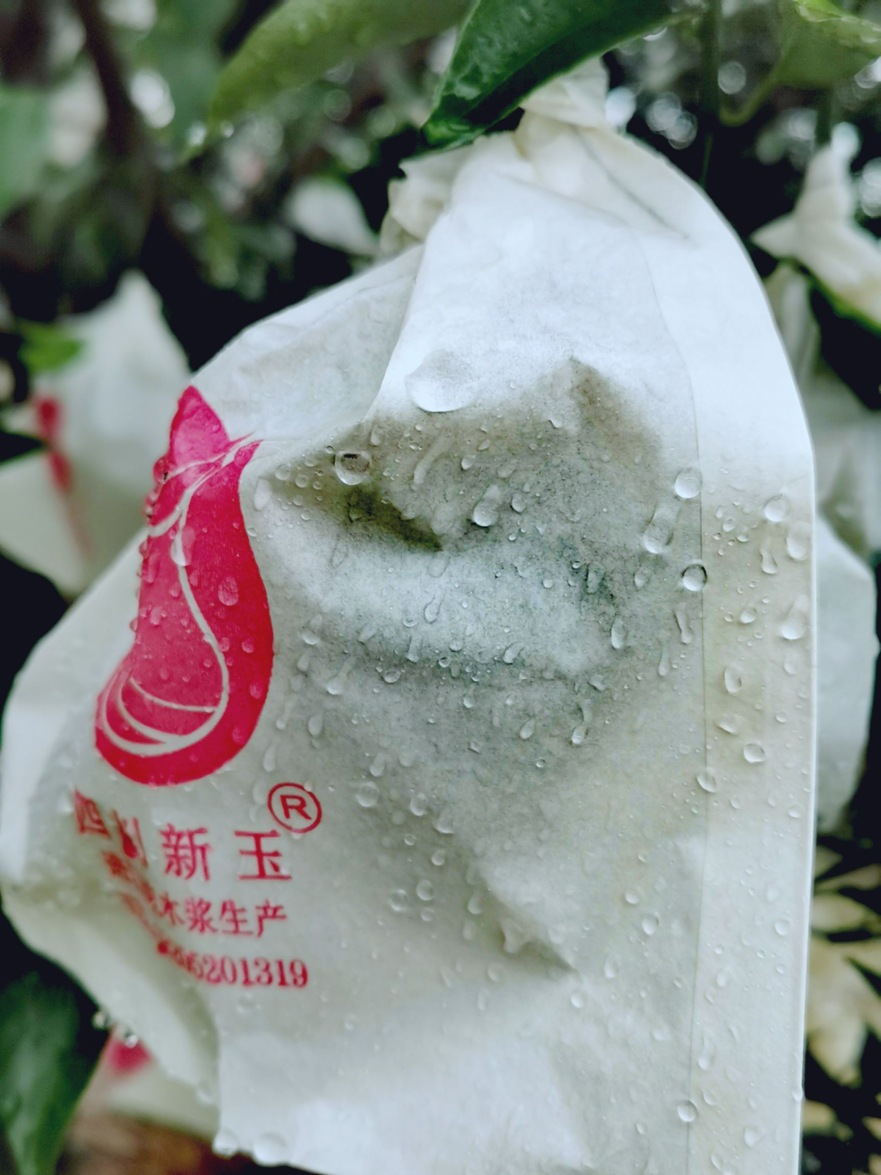 种植套袋  柑橘套袋 耙耙柑丑橘不知火果袋石榴套袋