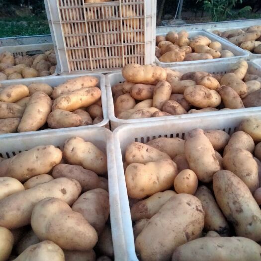 沂南县荷兰806  荷兰土豆