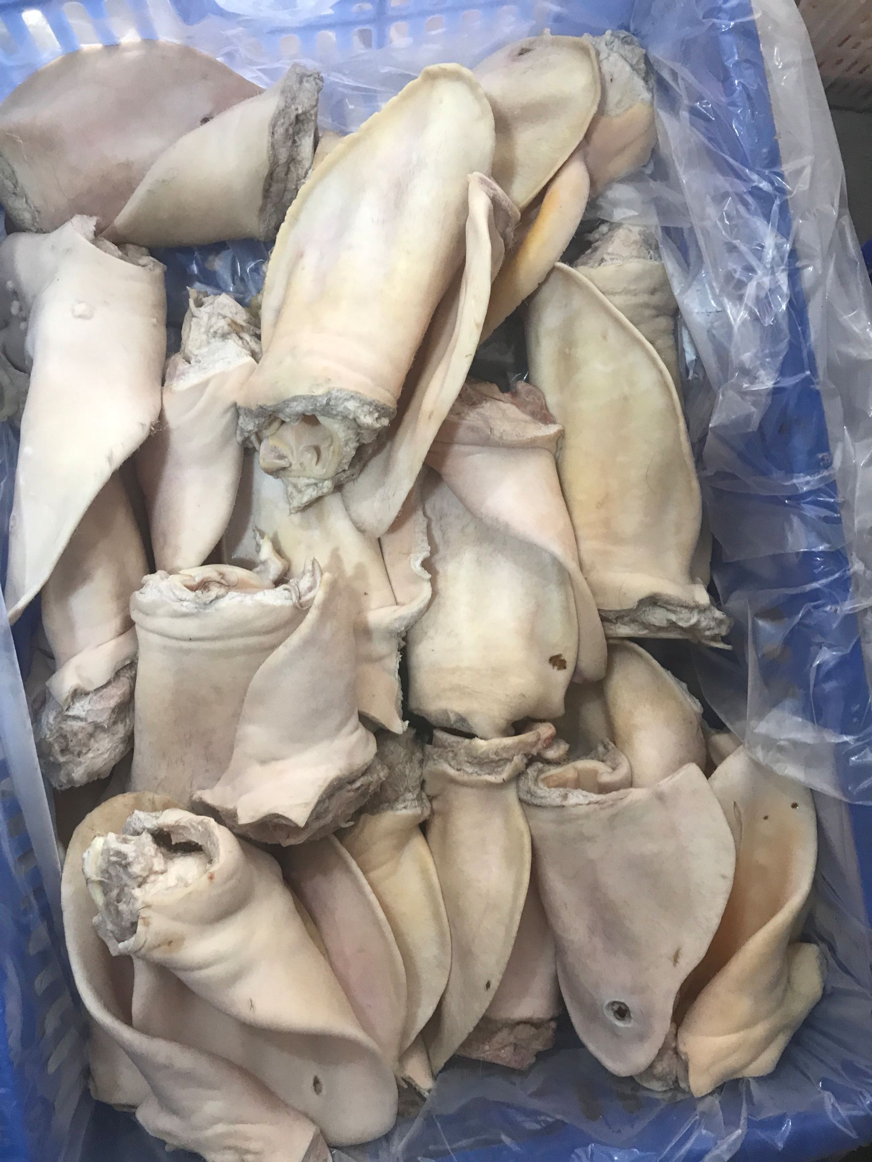  耳朵耳片牛耳朵