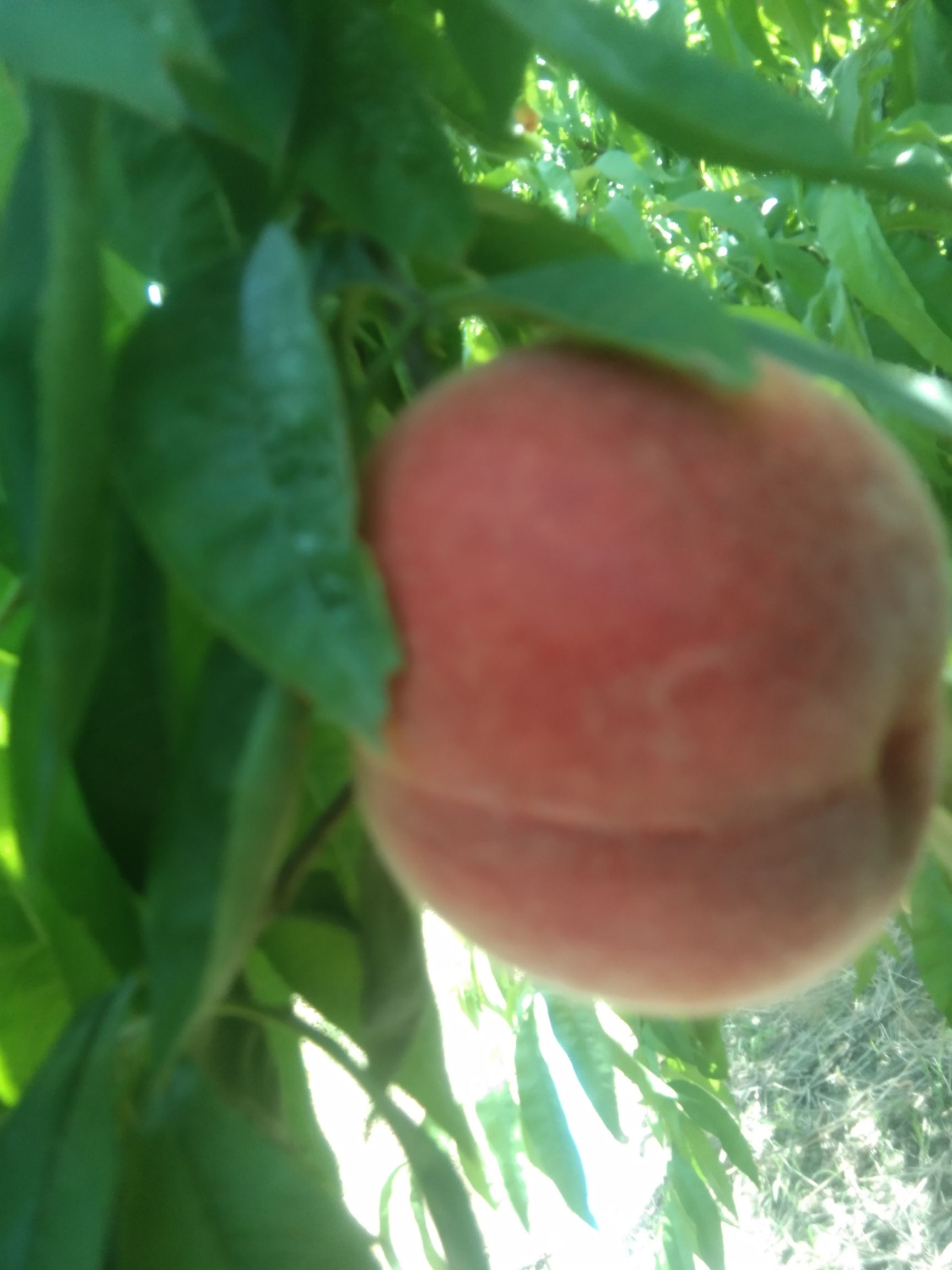 胭脂脆桃  现摘新鲜桃子水蜜桃脆桃毛桃当季水果应季脆甜桃子