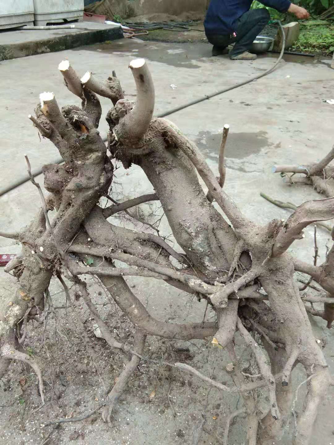 金弹子 有意在可以商议