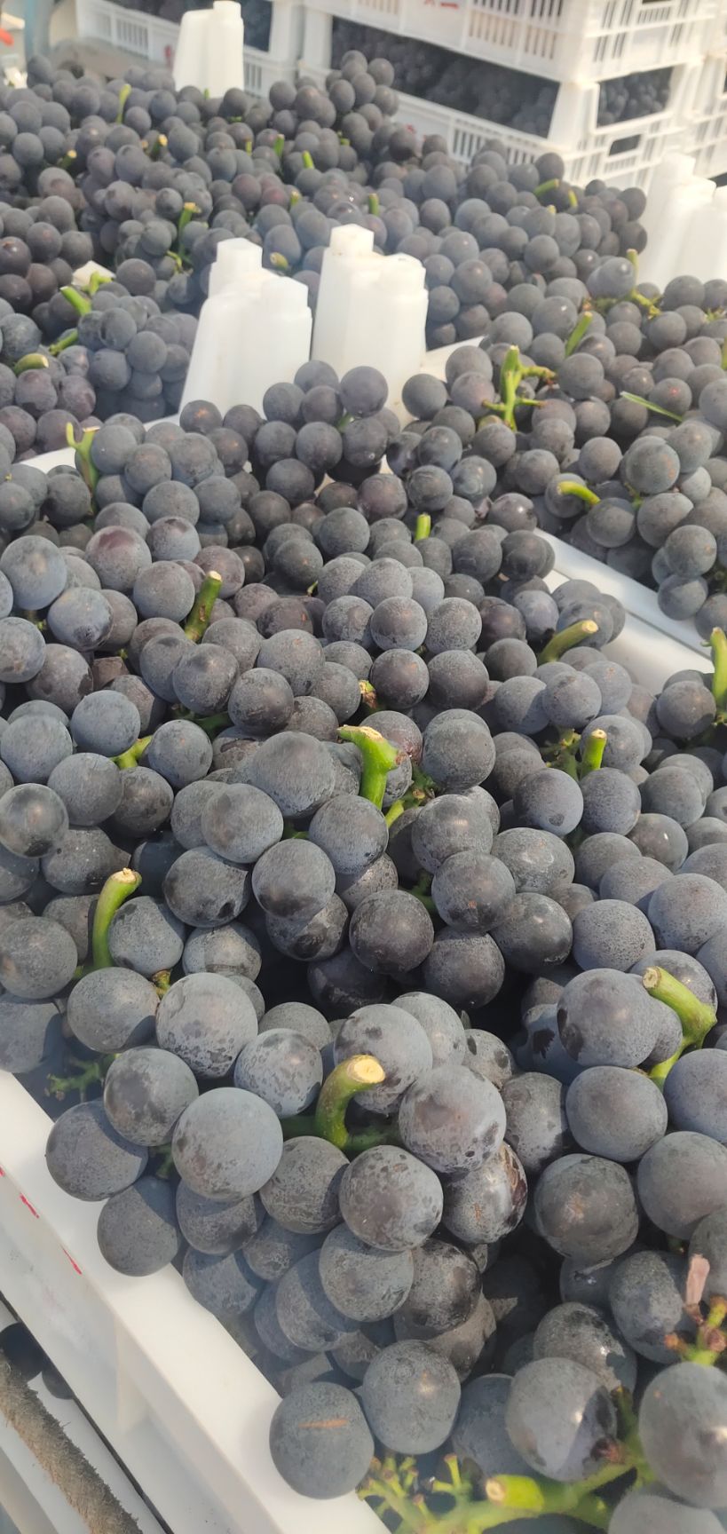 巨峰葡萄  半岛夏黑巨峰，青萄葡加工厂，批发市场