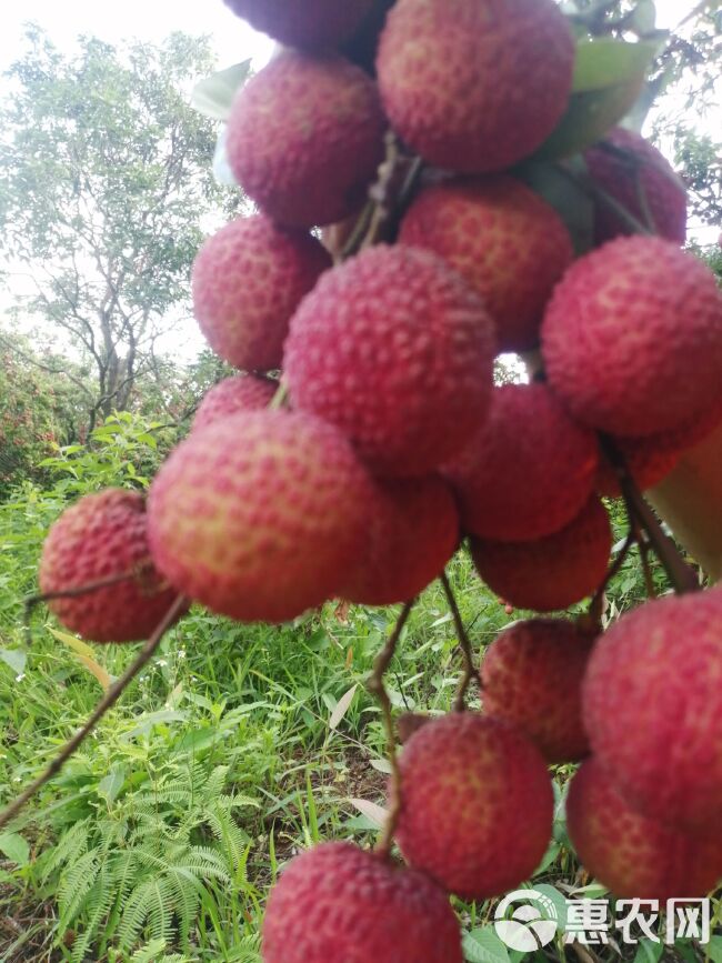 玉荷包荔枝 广东省阳江市阳东区 