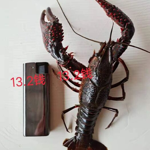 南县 鲜活小龙虾批发