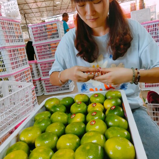 宜昌《火热》特早无核蜜桔产地大量供应中，电商平台社区团购市场果