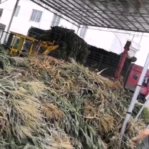宾阳县青粗饲料玉米秸秆