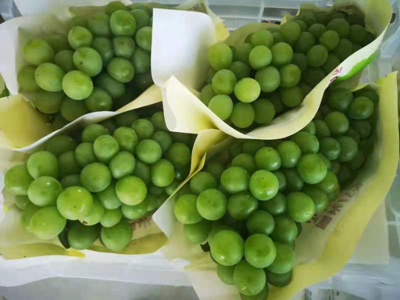  乒乓球葡萄长兴葡萄 种植十年