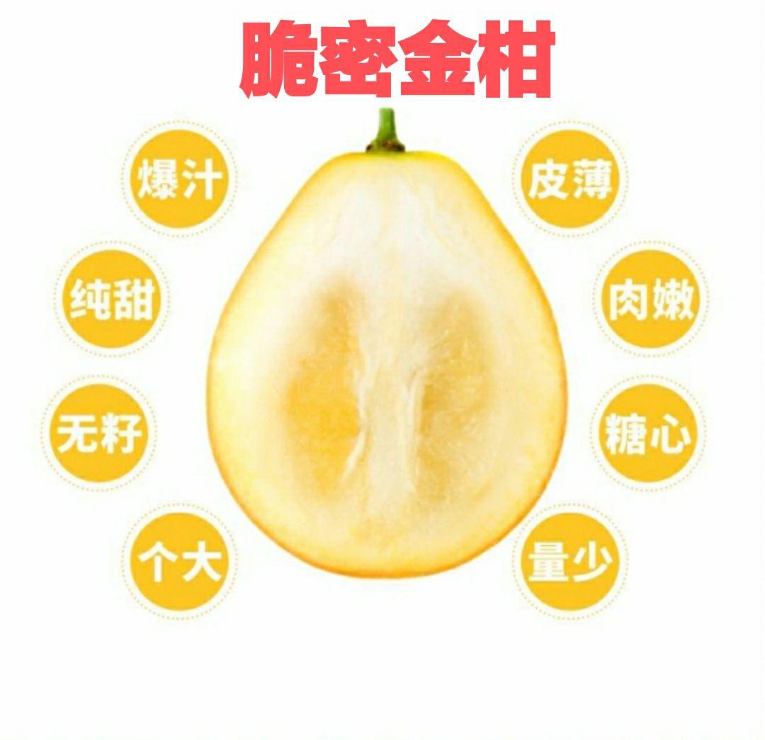脆蜜金桔 纯甜无核 新品种第三代金桔，代收代发对接市场档口