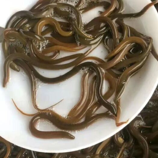 优质杂交快大黄鳝苗，秦国黄鳝，好养产量高，技术指导，诚信经营