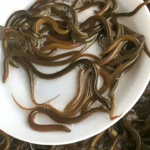 南宁优质杂交快大黄鳝苗，秦国黄鳝，好养产量高，技术指导，诚信经营
