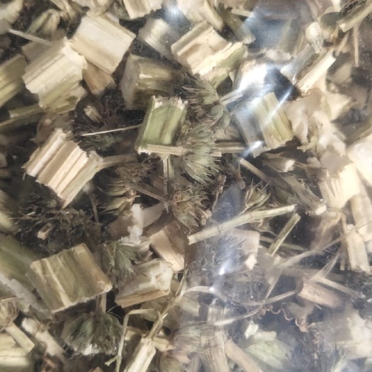 亳州 益母草