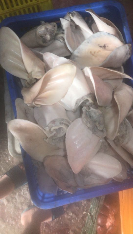  耳朵耳片牛耳朵