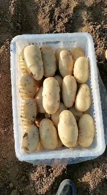 荷兰15  荷兰十五新土豆大棚货