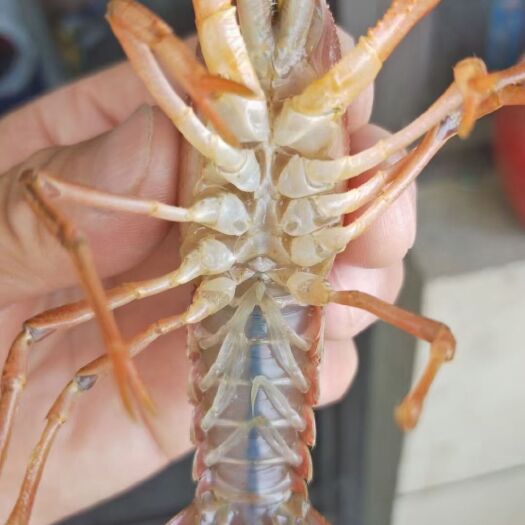 霍邱县小龙虾