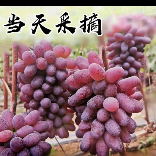 枣强县茉莉香葡萄