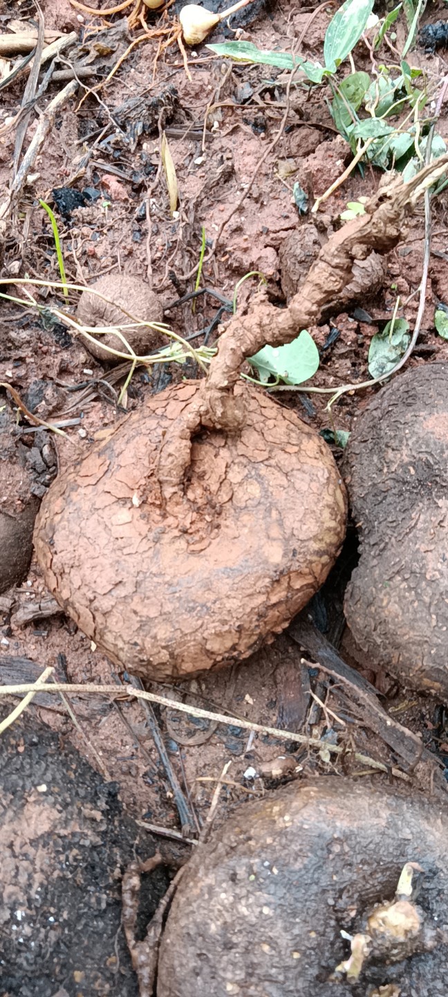 金龟莲      金不换，地不容，鲜品