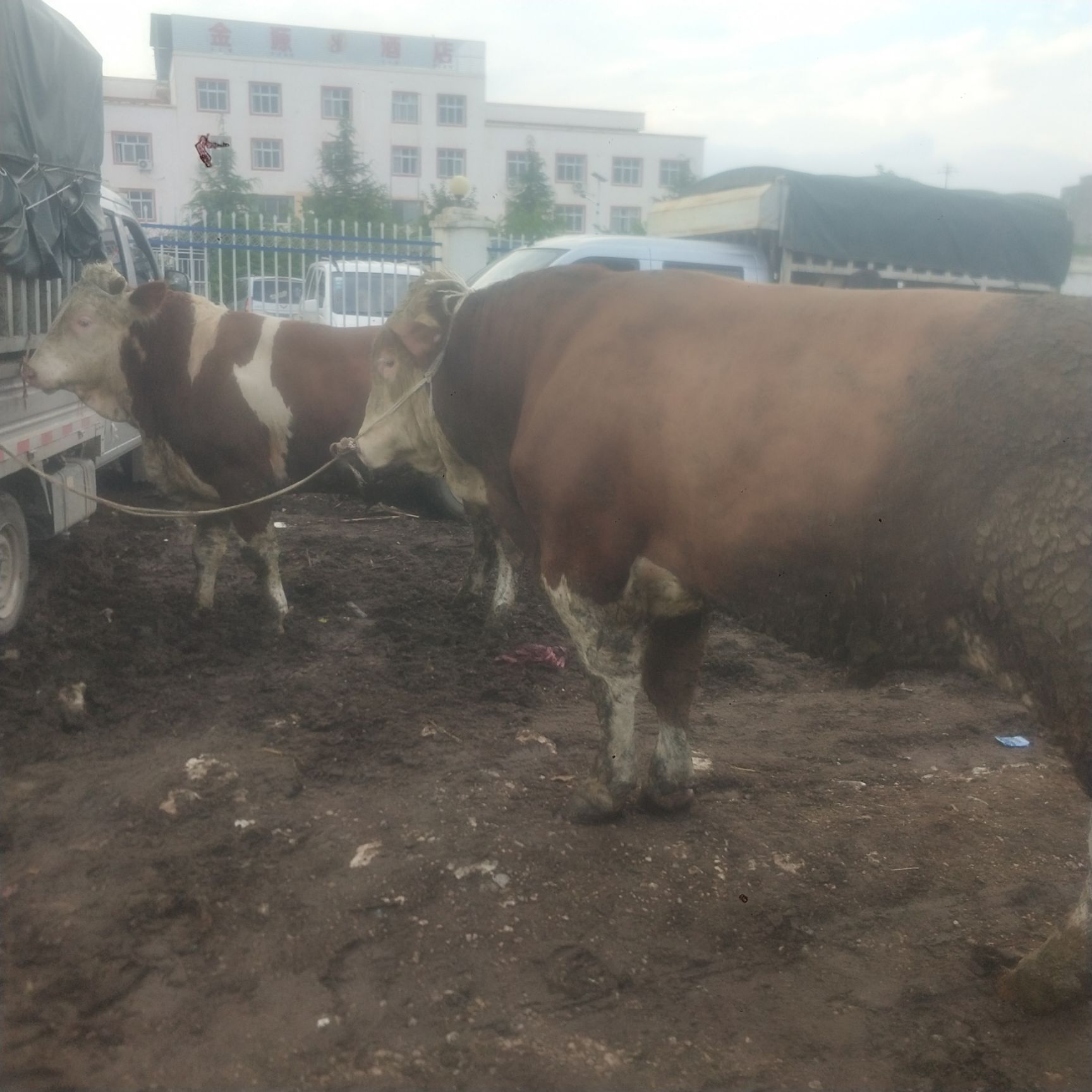  贵州高山散养西门塔尔肉牛黄牛肉牛育肥小公牛小母牛土杂交牛等