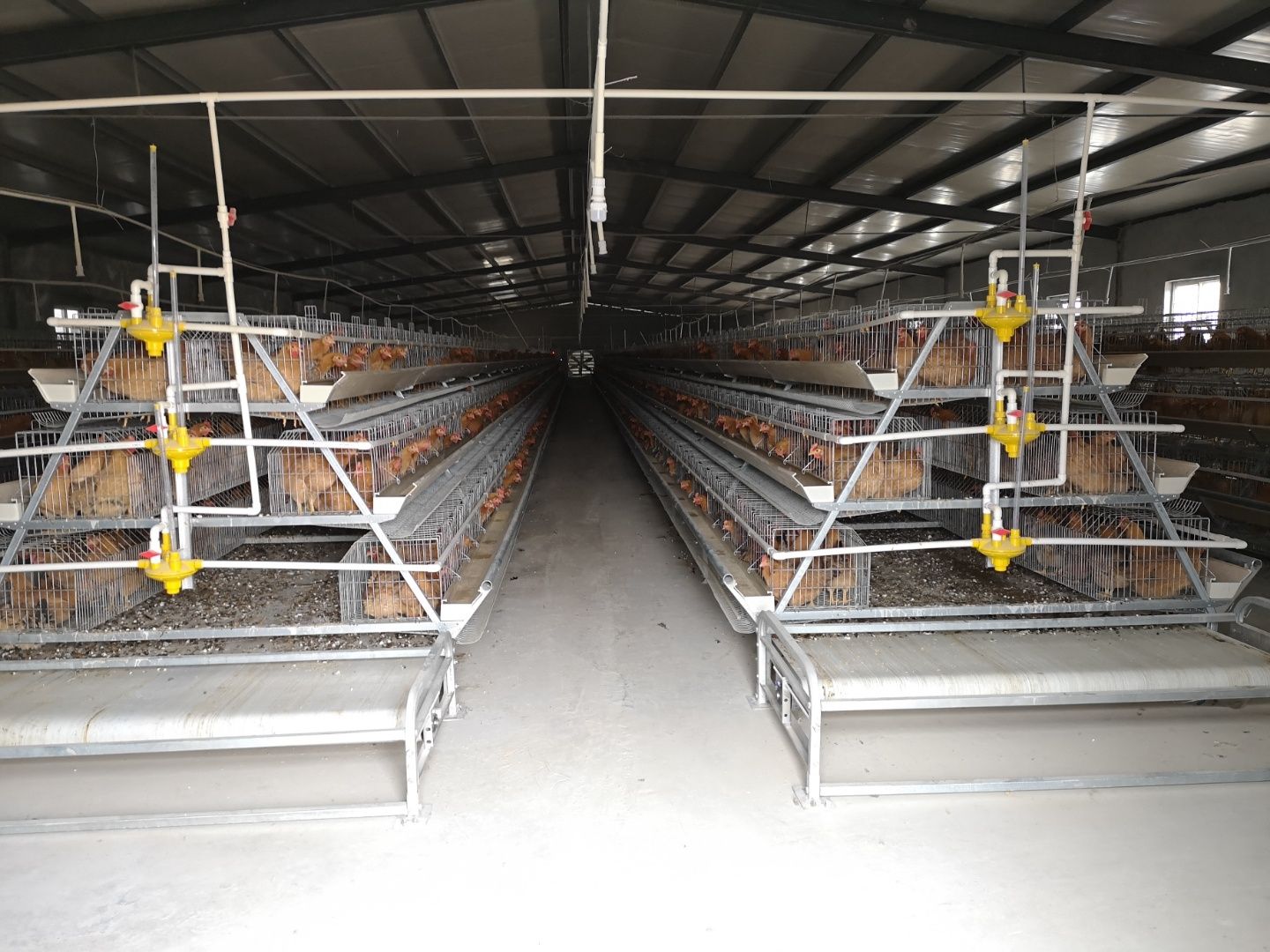 脱温鸡苗  灵山项鸡童鸡