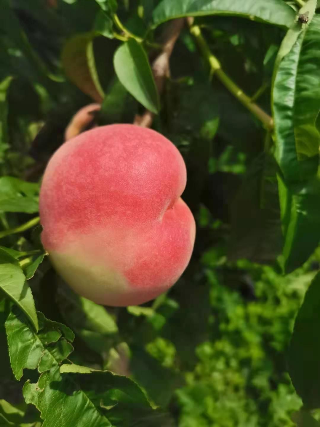 突围桃  鲁红618