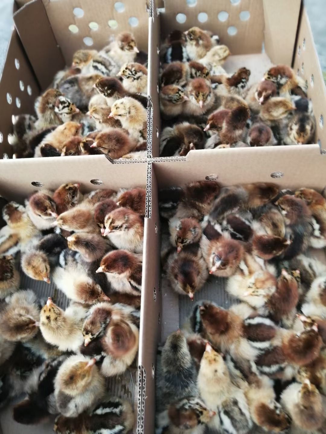 青脚麻鸡苗批发，鸡苗批发，土鸡苗批发