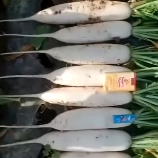 永清县精品白萝卜大量上市