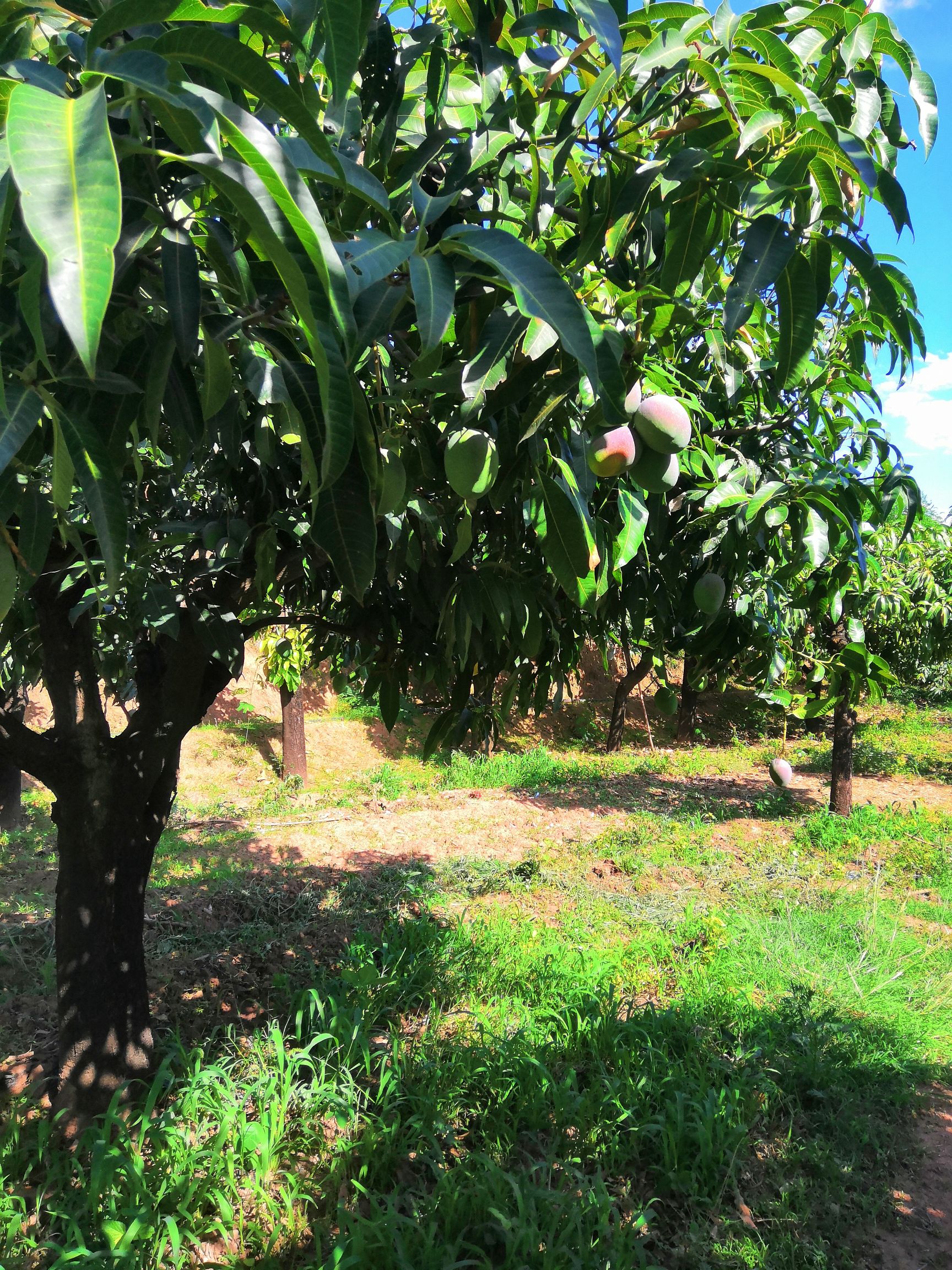 凯特芒果无套袋