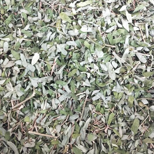 金秀县 金秀大瑶山鸡骨草