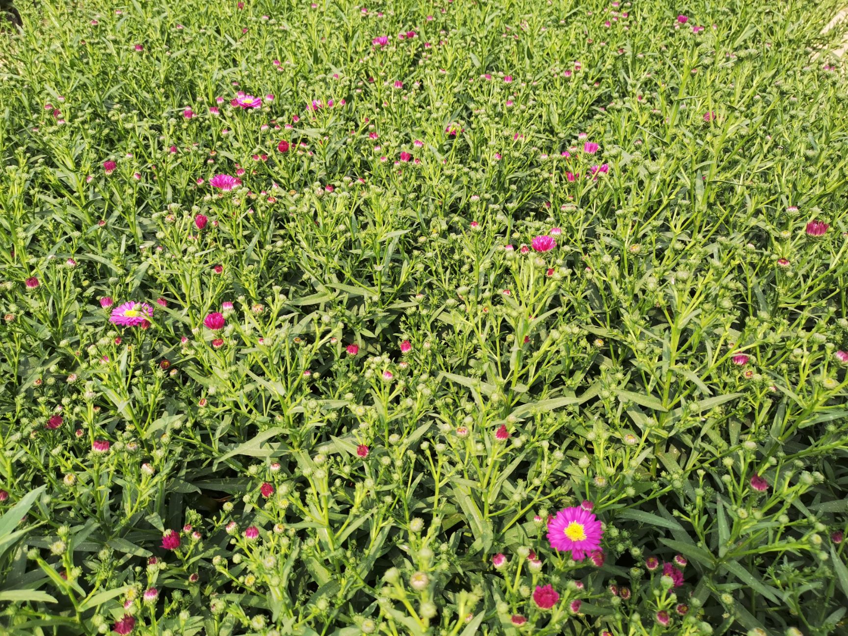  常年大量供应草花 荷兰菊