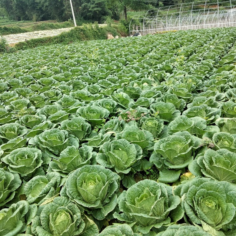 黄心大白菜 长阳高山精品白菜