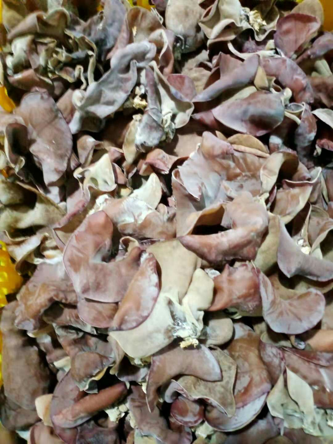  大棚种植毛木耳