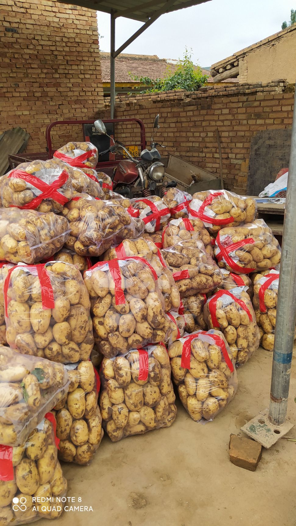 冀张薯 甘肃定西临洮露天土豆 马铃薯