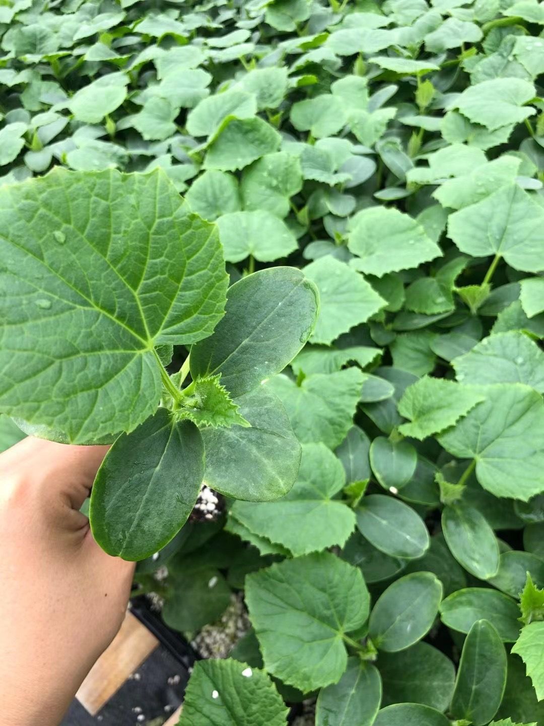 黄瓜种苗  嫁接黄瓜苗 强雌油亮 绿瓤高产 短把密刺 抗病性