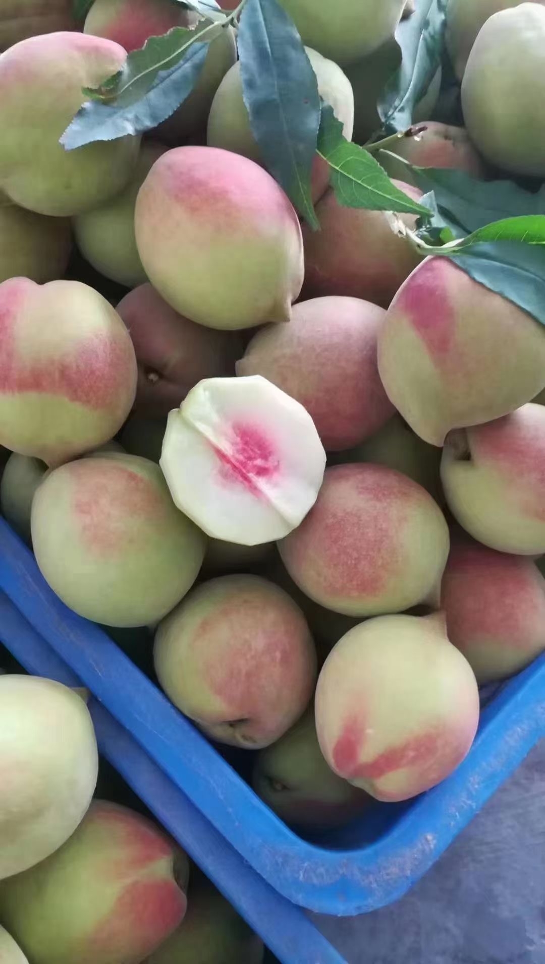 鹰嘴蜜桃  连平上坪鹰嘴桃 蜜桃