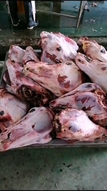 每天都是鲜的，水退毛，扒皮马头驴头大量供应……