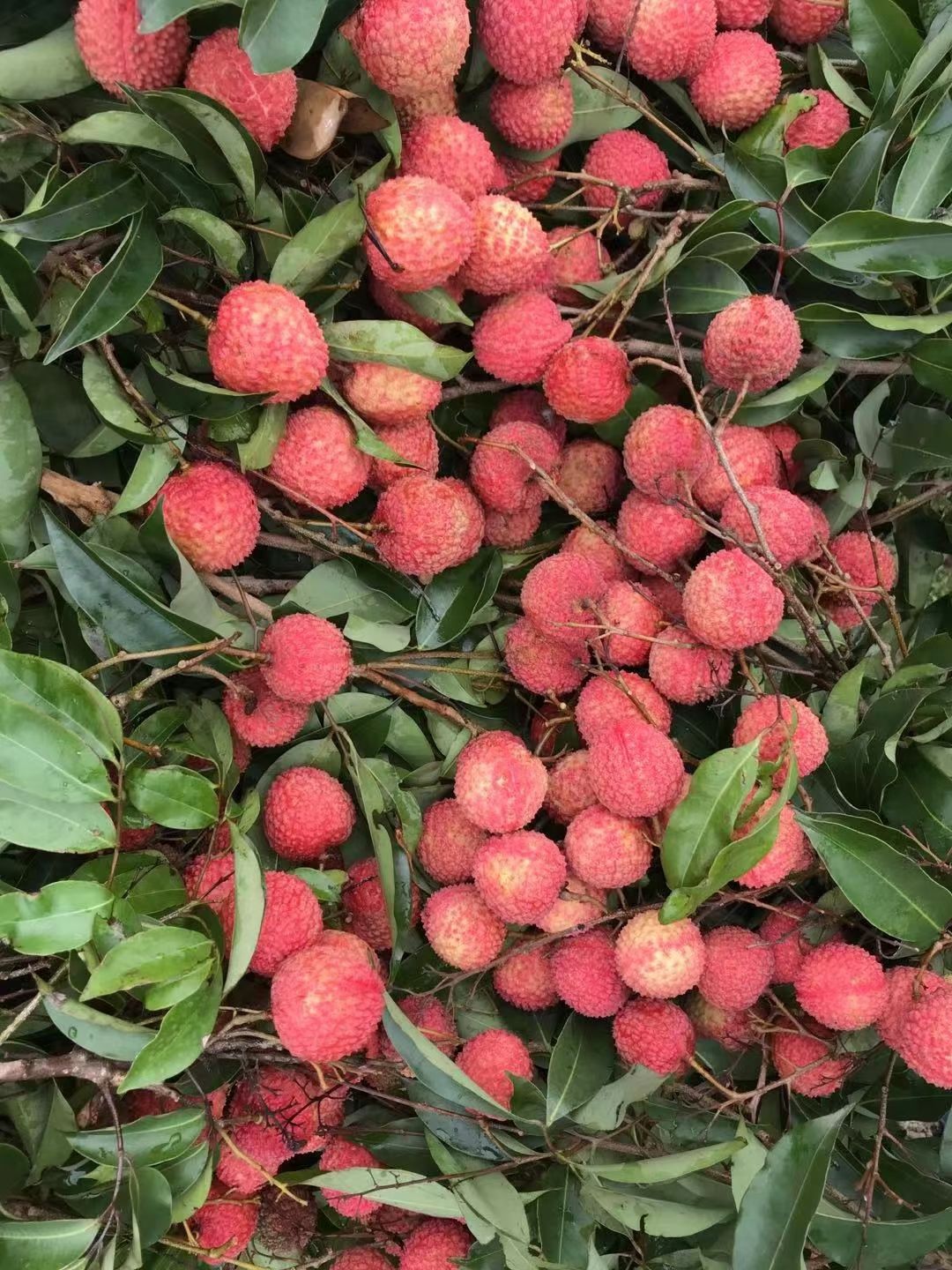 饶平桂味荔枝 桂味新鲜上市 贵味荔枝 清甜细核 果树现摘