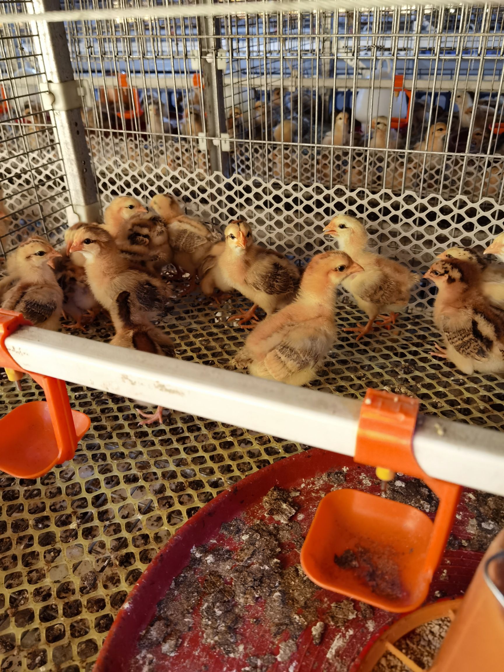 脱温鸡苗  灵山项鸡童鸡