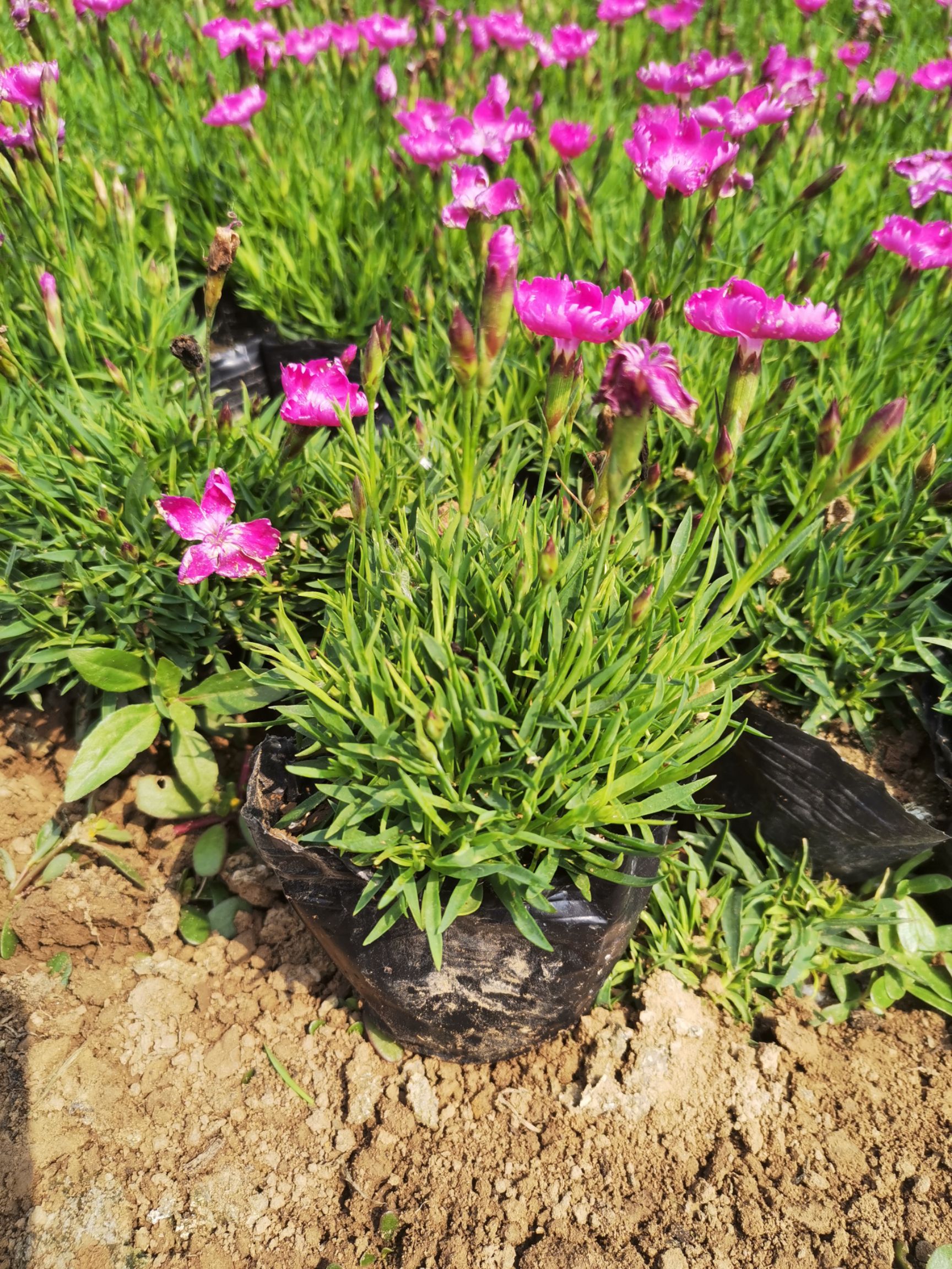 常年大量供应草花 欧石竹