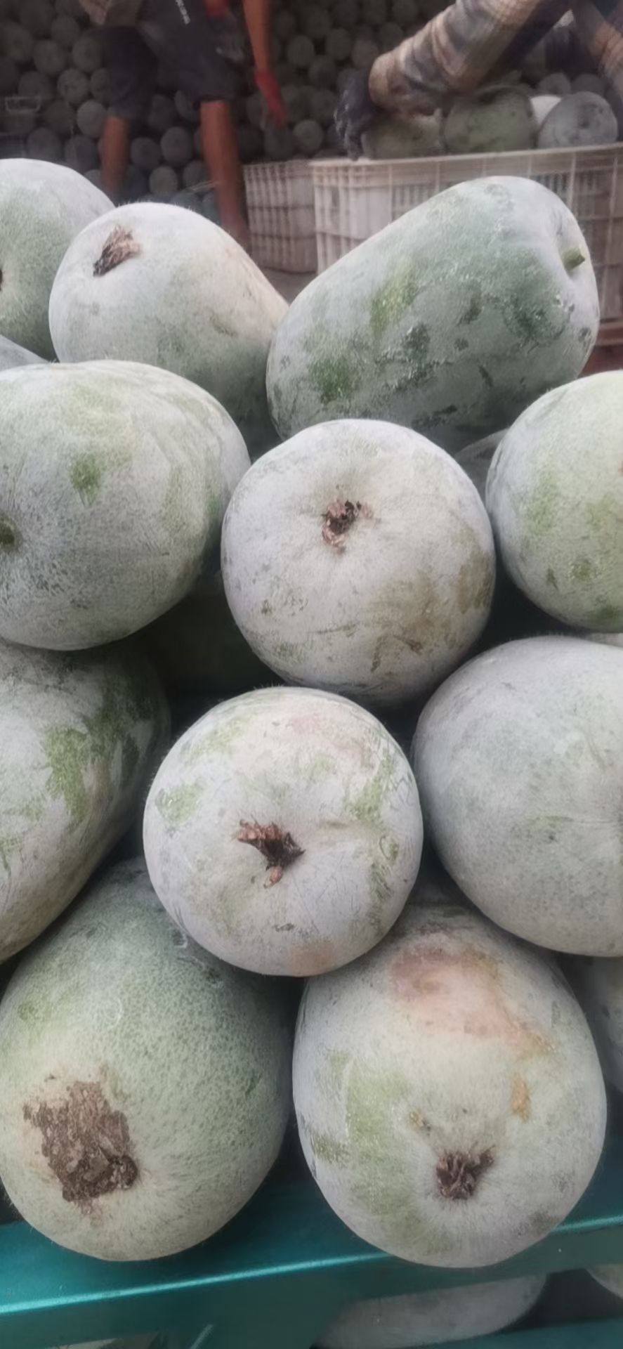 白皮冬瓜 郑州中牟水果冬瓜上市