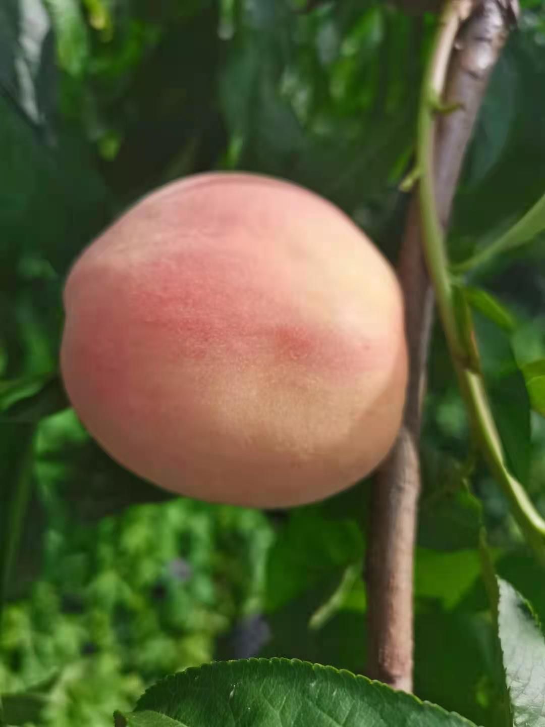 突围桃  鲁红618