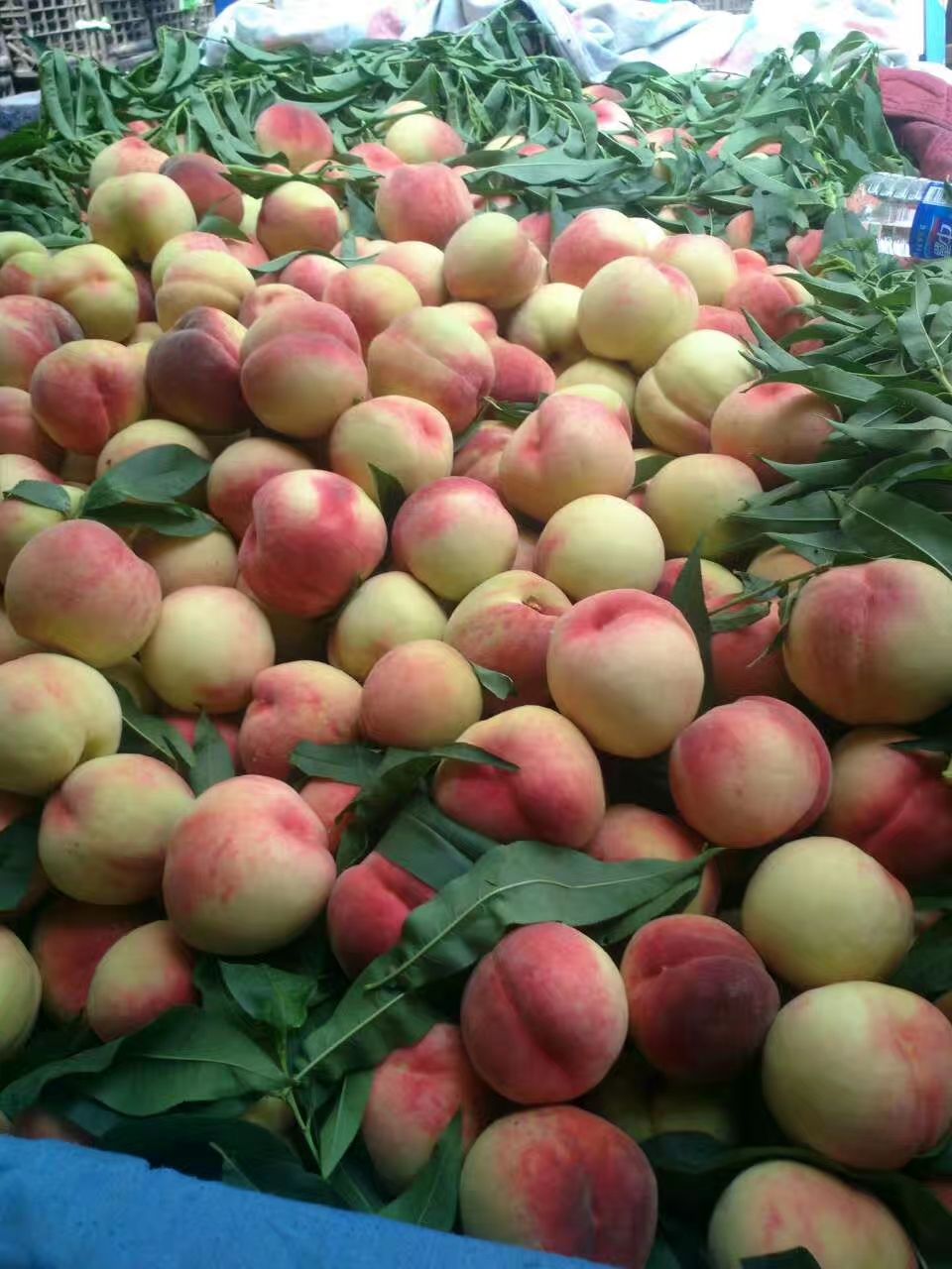  春美毛桃65以上: