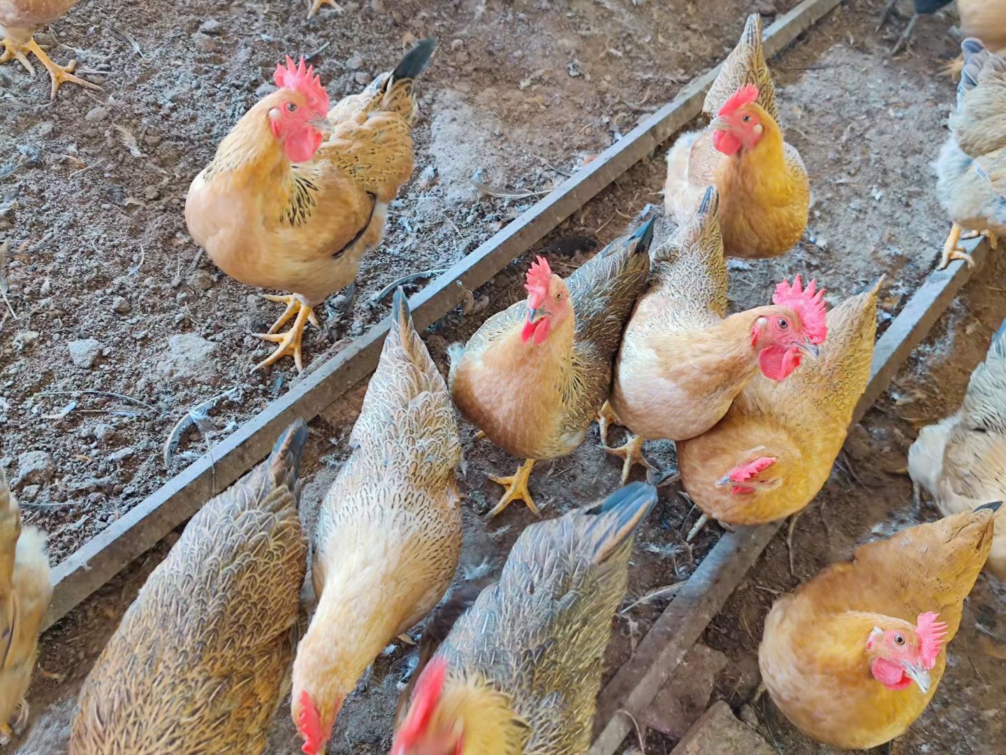 脱温鸡苗  灵山项鸡童鸡