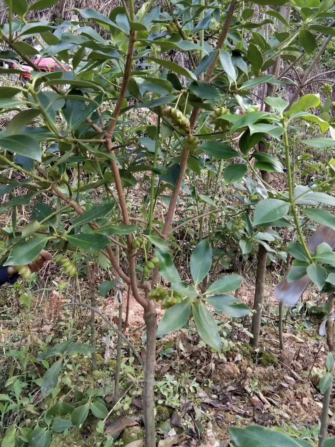 八角树苗  藤县古龙镇大红八角嫁接树苗。高产矮化，结果早。产地直销