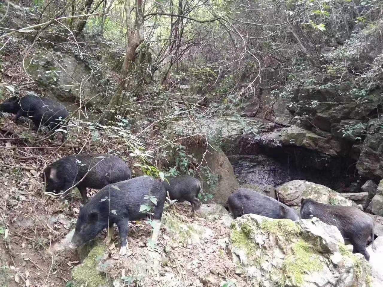 土猪肉  放养农家 藏香猪肉 山猪肉 可定排骨 五花前后腿