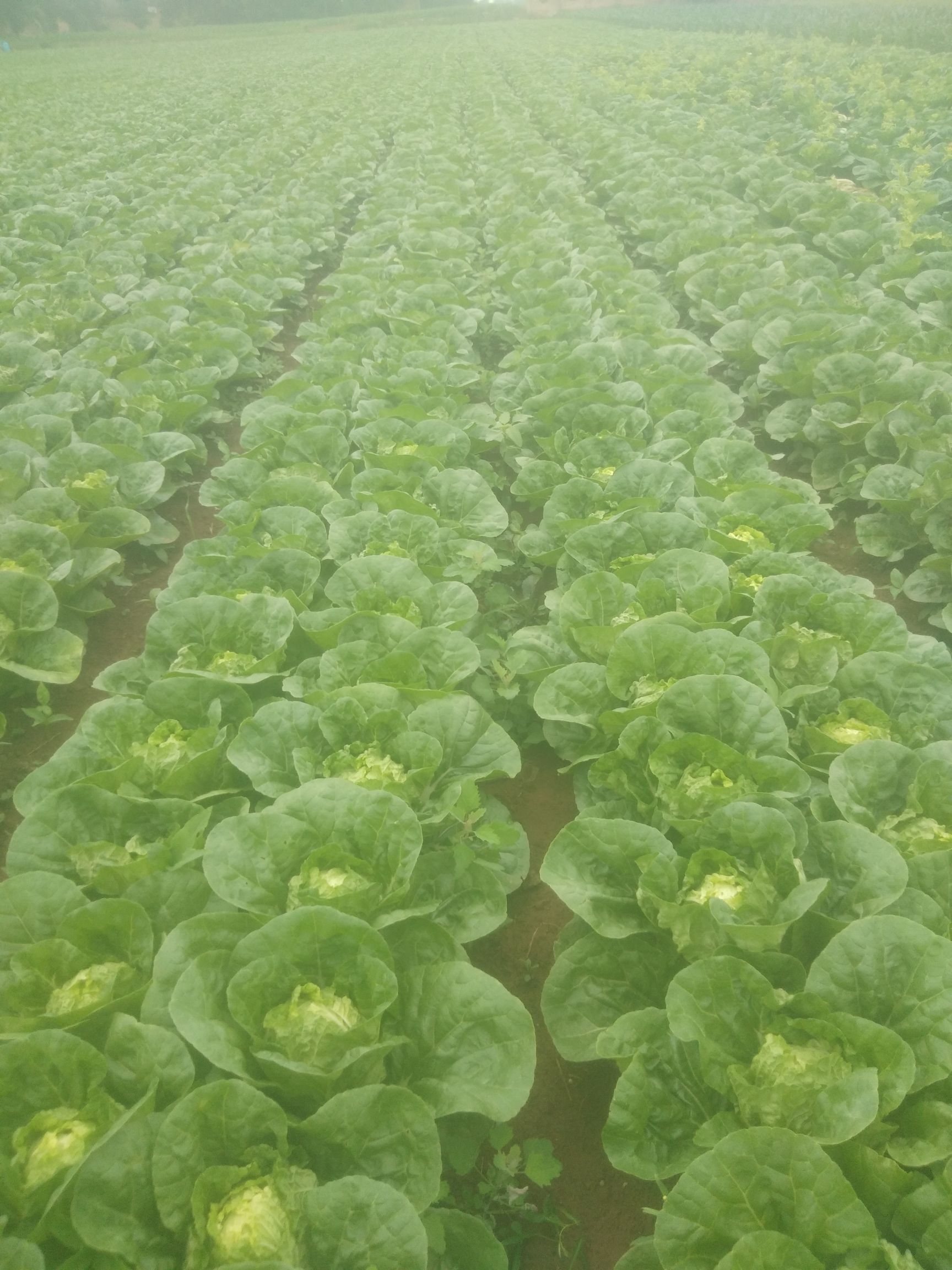 夏阳50小白菜 山西省长治市长子县 