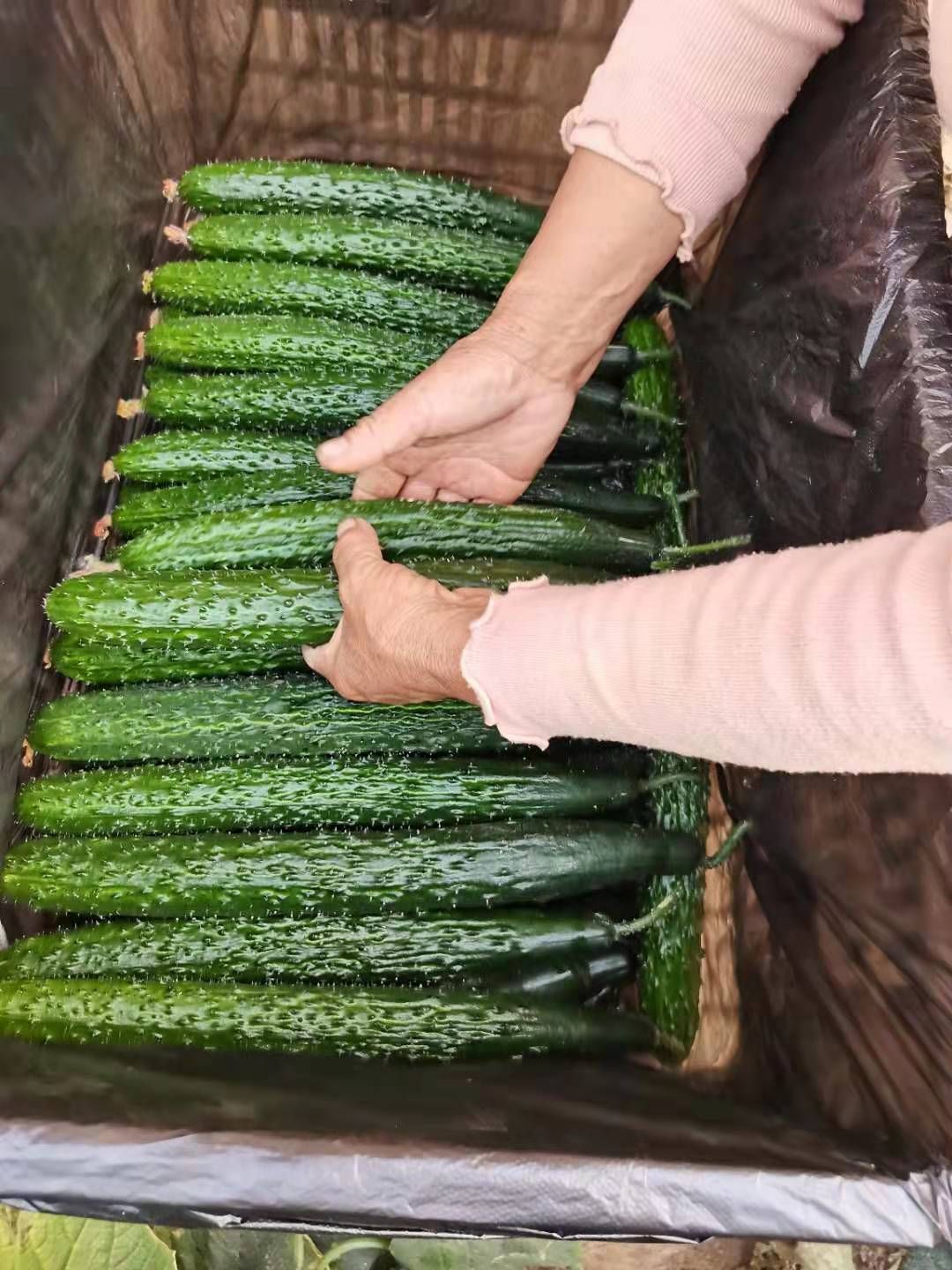 黄瓜种苗  强雌黄瓜苗 德瑞特89黄瓜苗 嫁接黄瓜苗 黑油量