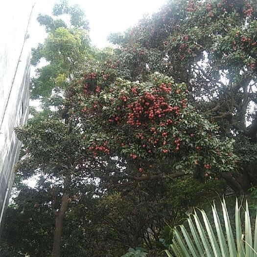 北流市黑叶荔枝 荔枝