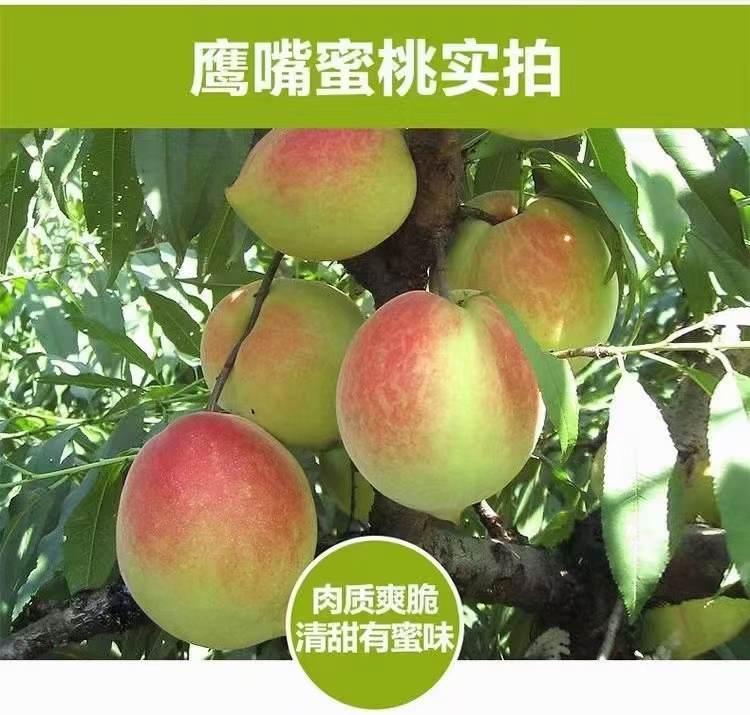 鹰嘴蜜桃  连平上坪鹰嘴桃 蜜桃